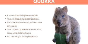 Quokka - Características, habitat e estado de conservação