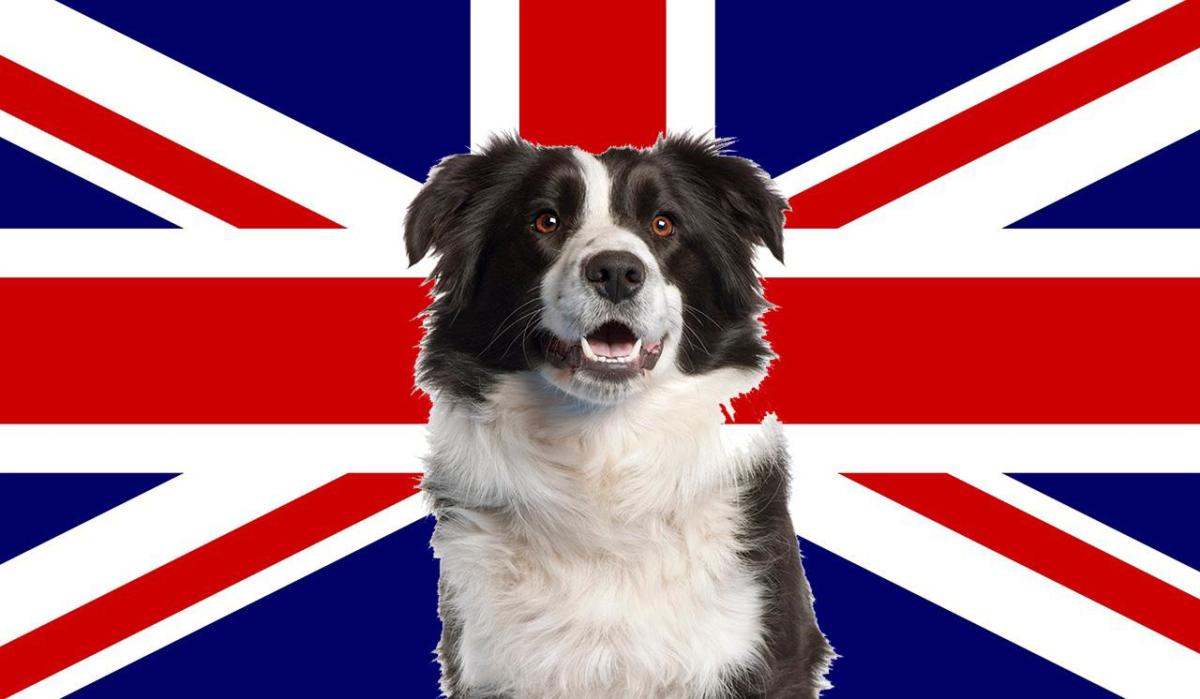 10 raças de cães ingleses