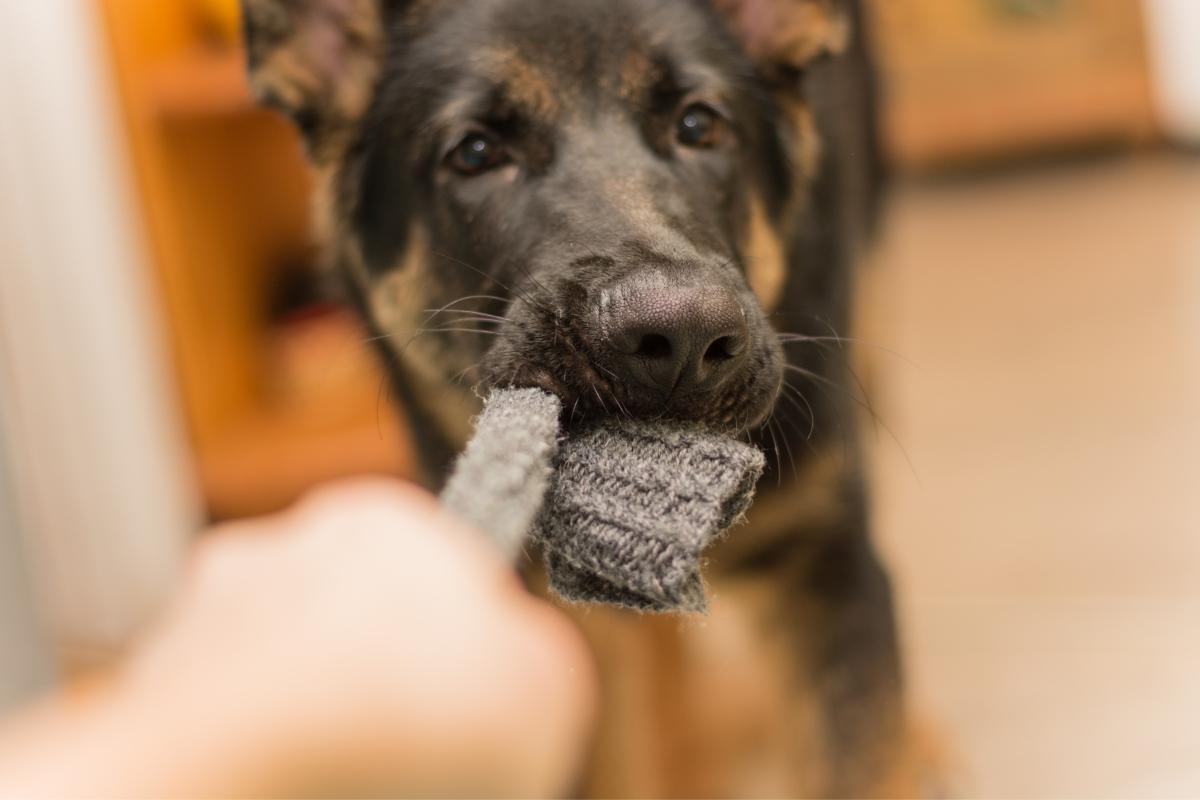 Meu cachorro comeu uma meia - O que faço?