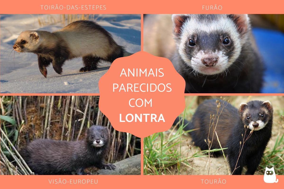 Animais parecidos com lontra