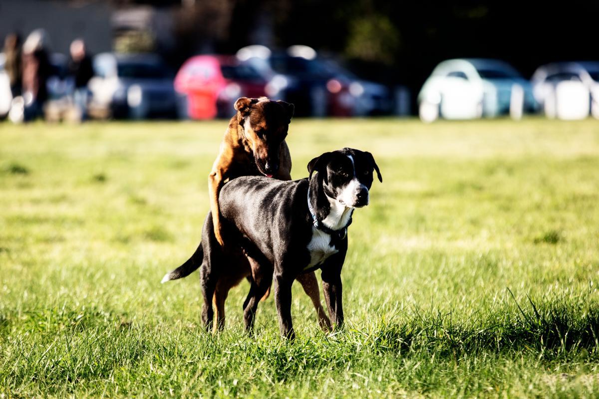 Cachorro cruza fora do cio?