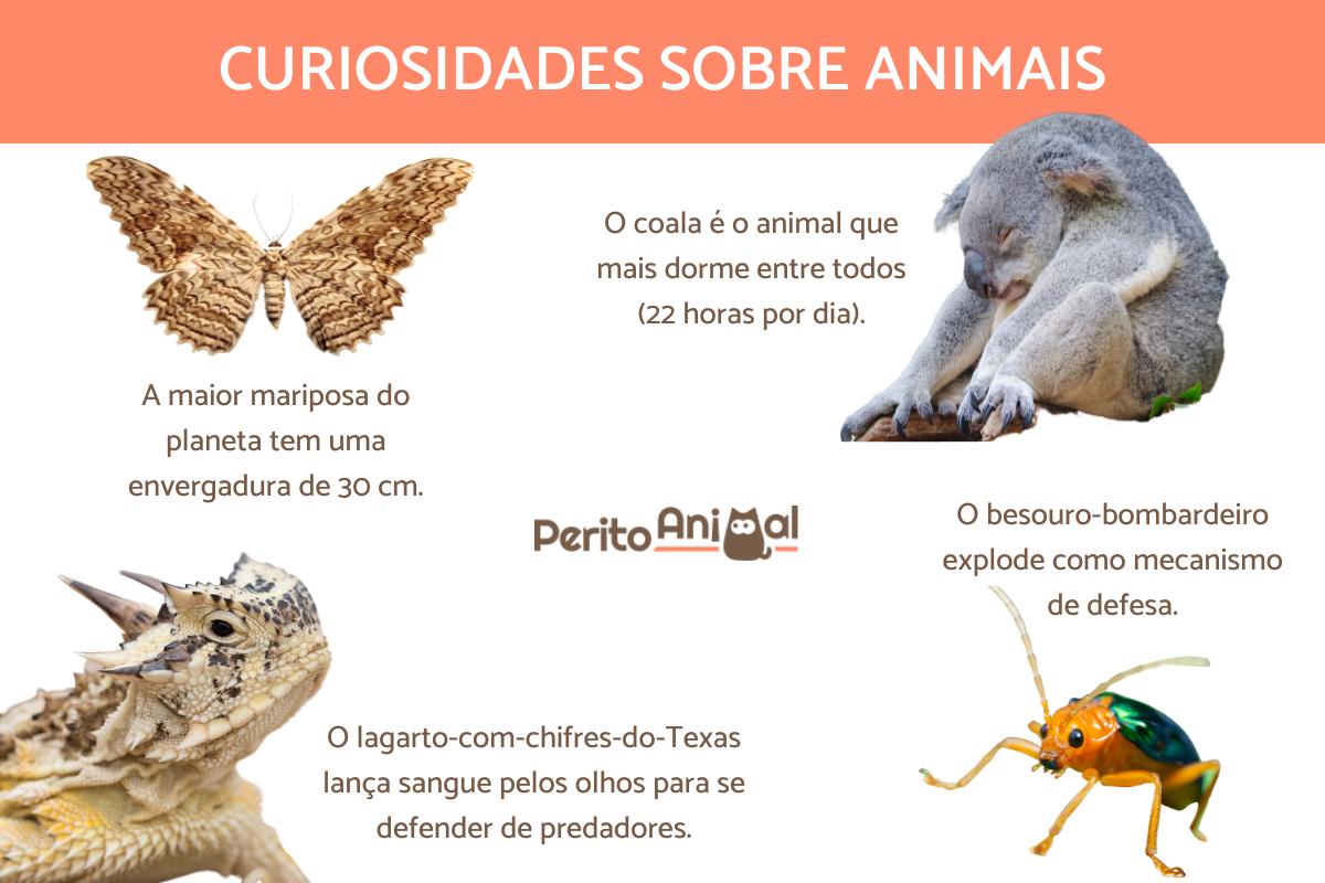 Curiosidades sobre animais - Com FOTOS e VÍDEOS