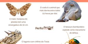 Curiosidades sobre animais - Com FOTOS e VÍDEOS