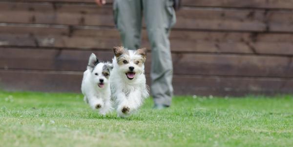 Nomes de cachorros fêmeas originais e bonitos - Nomes de cachorros fêmeas com as letras W X Y e Z