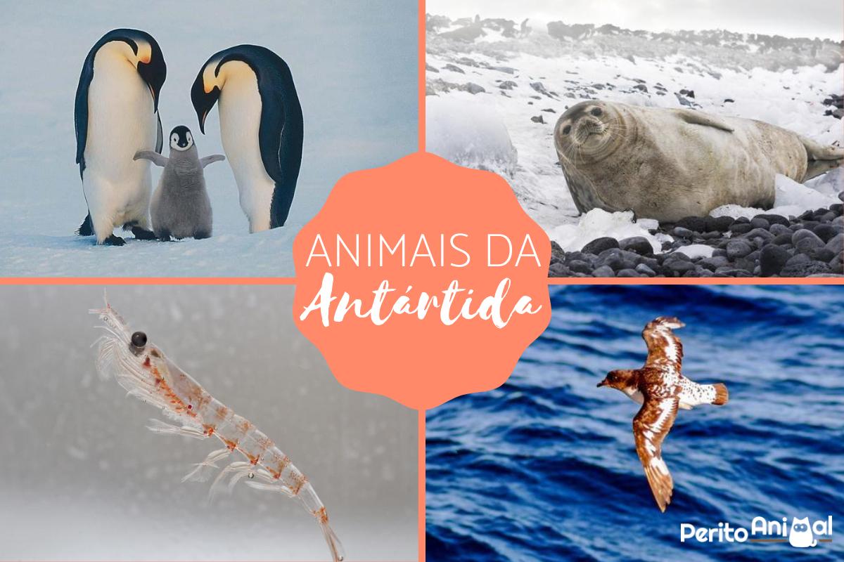 Animais da Antártida e suas características
