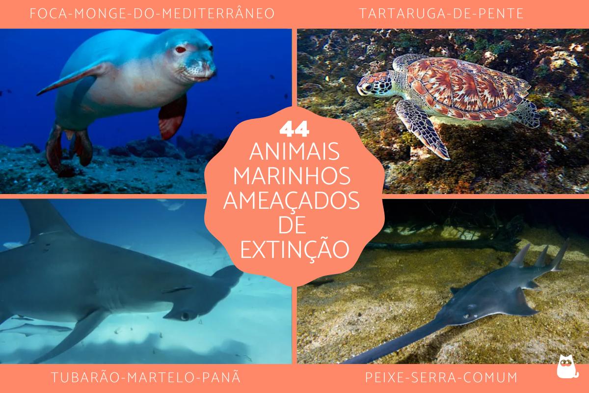Animais marinhos em perigo de extinção
