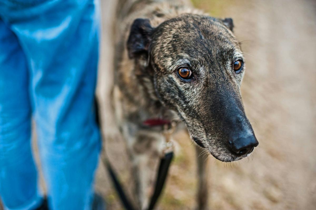 Ataxia em cães - Causas e tratamento