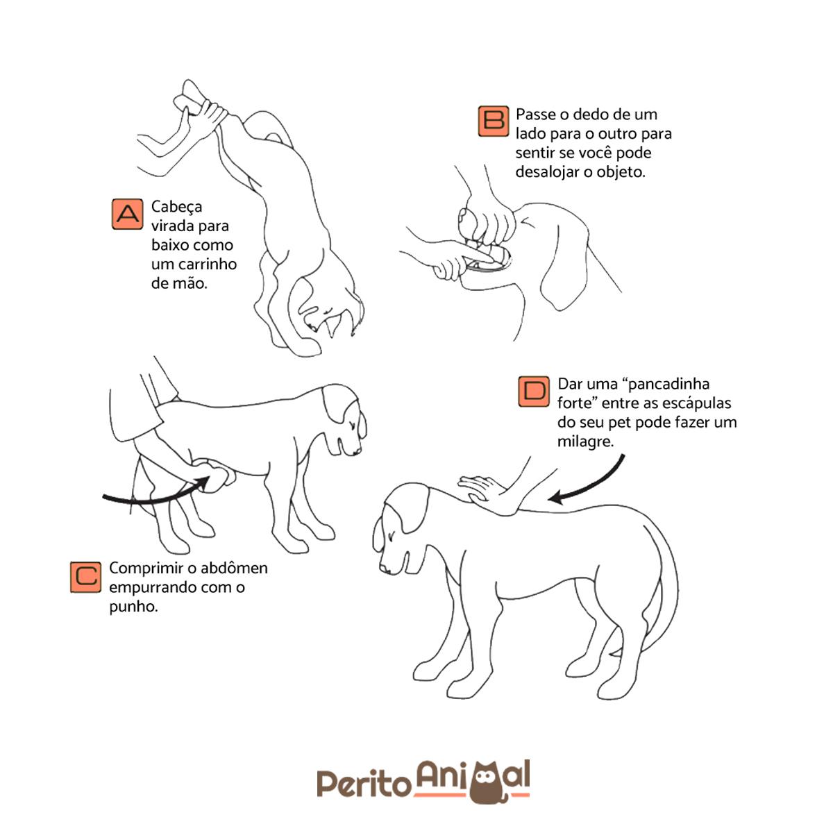 Como desengasgar um cachorro