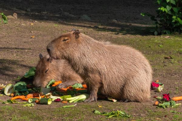 O que as capivaras comem? - Capivaras podem comer frutas e vegetais?