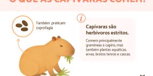 O que as capivaras comem?