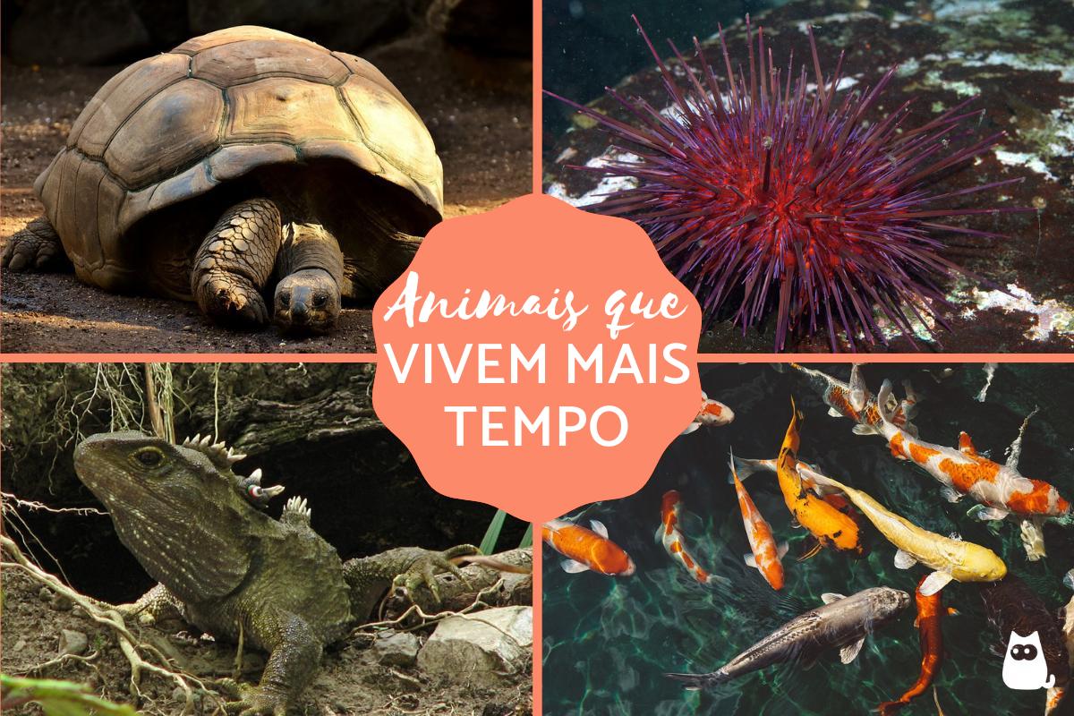 Animais que vivem mais tempo