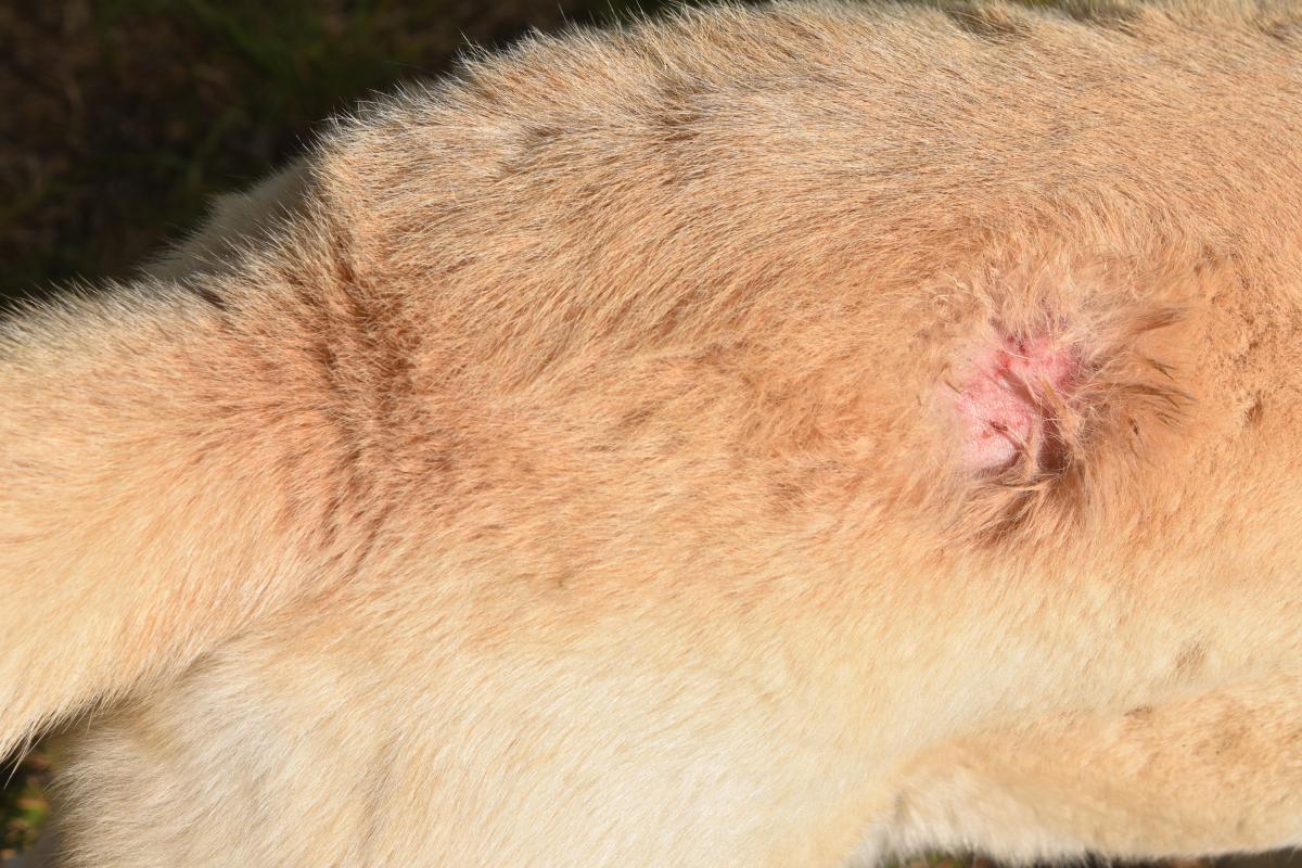 Cachorro caindo pelo e com feridas, como tratar?