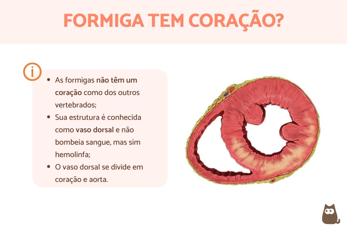 Formiga tem coração?