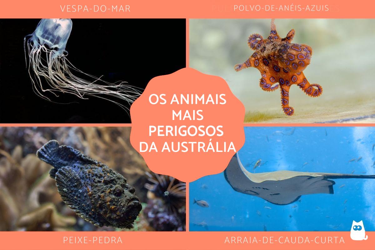 Os animais mais perigosos da Austrália