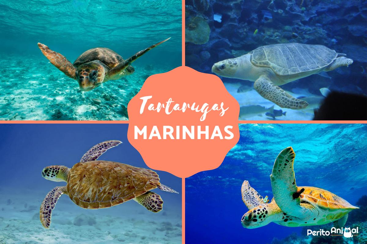Tipos de tartarugas marinhas