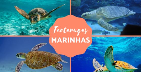 Tipos de tartarugas marinhas