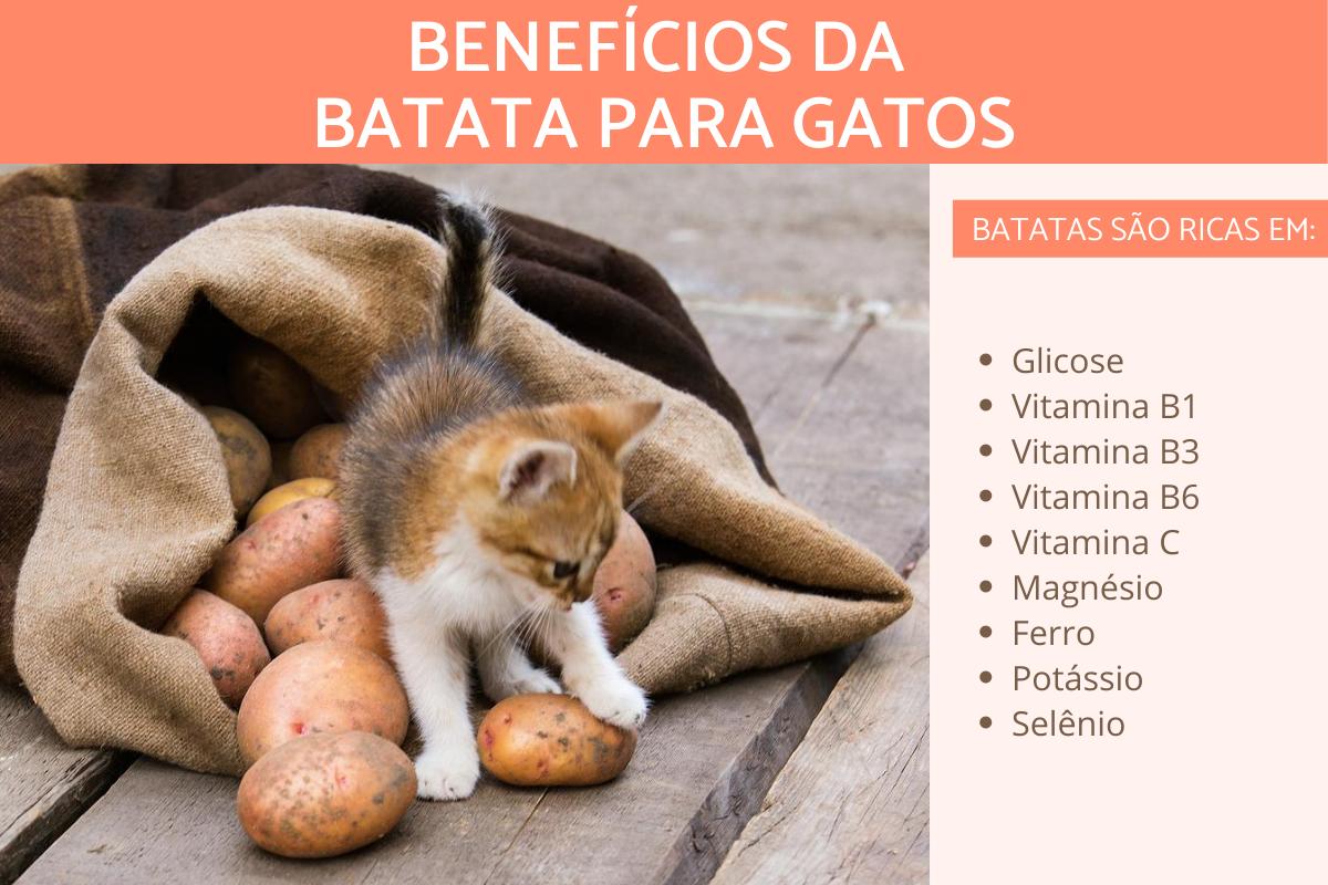 Gato pode comer batata?