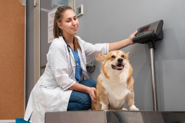 Cachorro castrado muda de comportamento? - Quais as vantagem e desvantagem de um cachorro castrado?