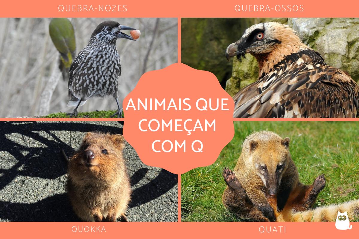 Animais que começam com Q