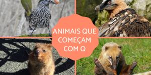Animais que começam com Q