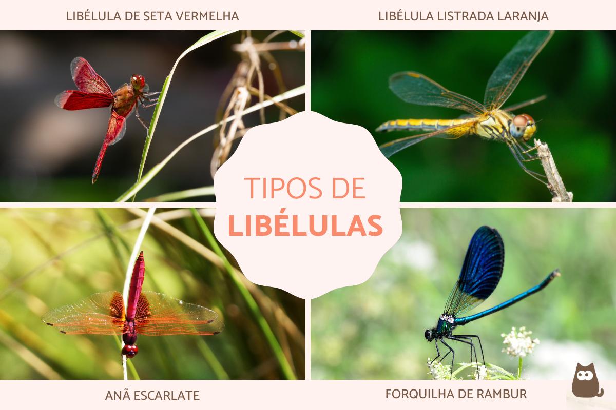 Tipos de libélulas