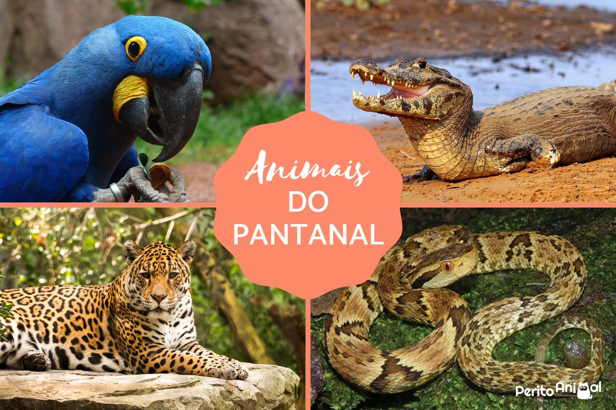 Animais do Pantanal: répteis, mamíferos, aves e peixes