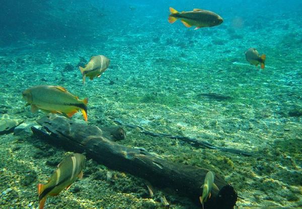 Animais do Pantanal: répteis, mamíferos, aves e peixes -