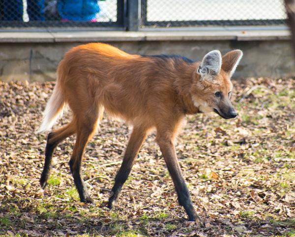 Animais do Pantanal: répteis, mamíferos, aves e peixes -