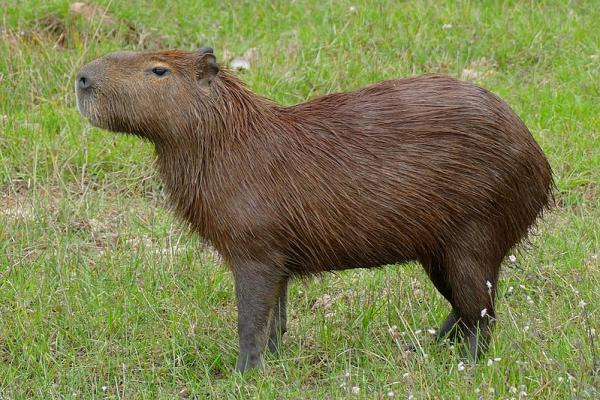 Animais do Pantanal: répteis, mamíferos, aves e peixes -