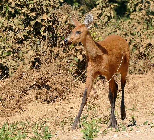 Animais do Pantanal: répteis, mamíferos, aves e peixes -