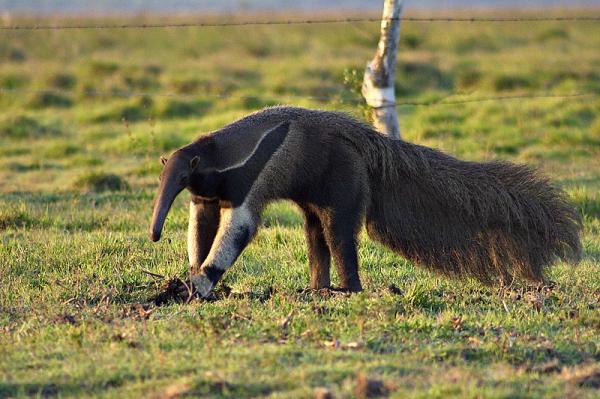 Animais do Pantanal: répteis, mamíferos, aves e peixes -