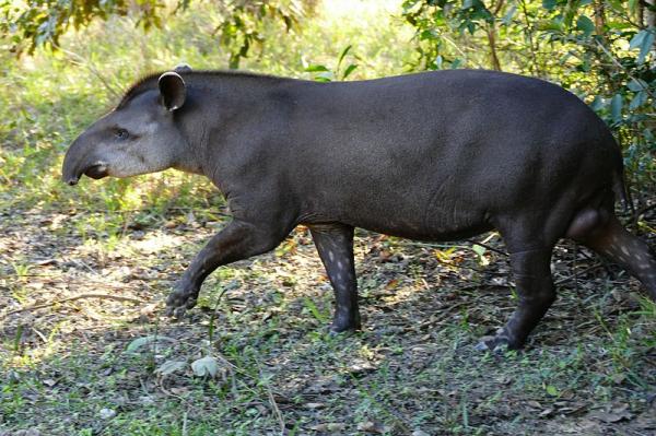 Animais do Pantanal: répteis, mamíferos, aves e peixes -