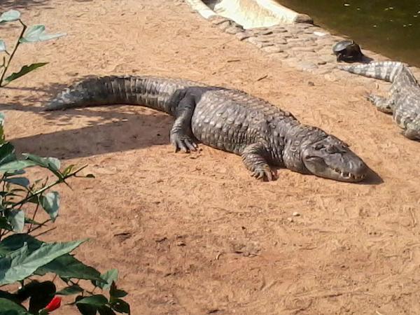 Animais do Pantanal: répteis, mamíferos, aves e peixes -
