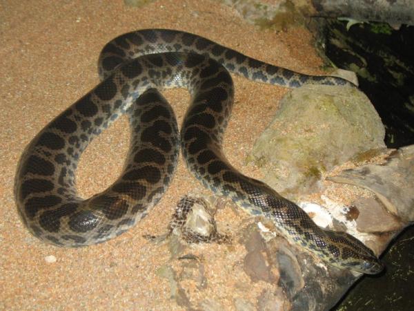 Animais do Pantanal: répteis, mamíferos, aves e peixes -