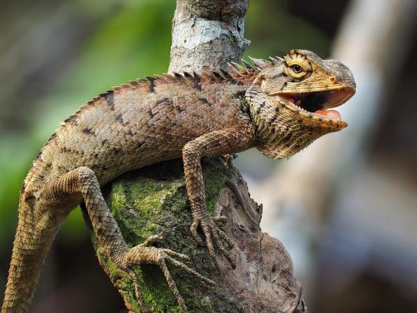 Animais do Pantanal: répteis, mamíferos, aves e peixes -