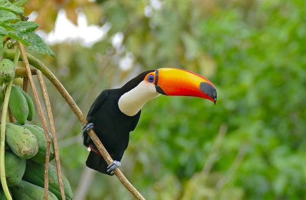 Animais do Pantanal: répteis, mamíferos, aves e peixes -
