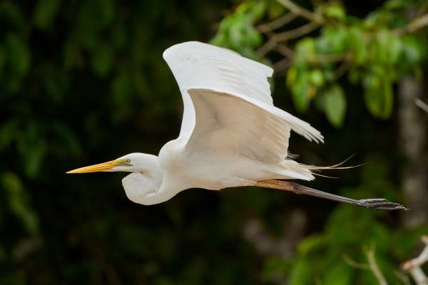 Animais do Pantanal: répteis, mamíferos, aves e peixes -