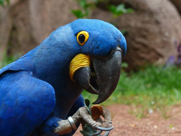 Animais do Pantanal: répteis, mamíferos, aves e peixes - Aves do Pantanal