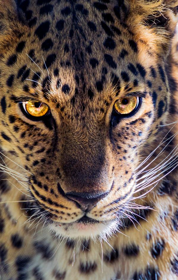 Animais do Pantanal: répteis, mamíferos, aves e peixes - Mamíferos do Pantanal