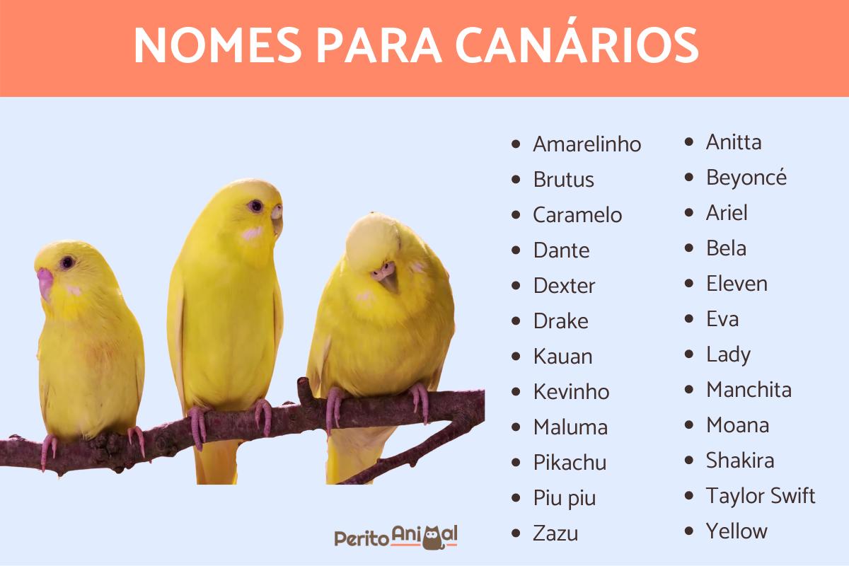 Nomes para canários