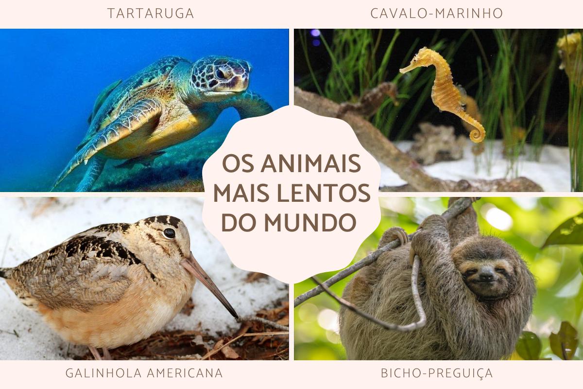 Os 10 animais mais lentos do mundo