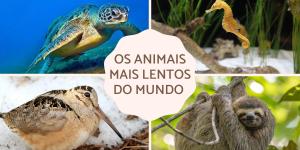 Os 10 animais mais lentos do mundo