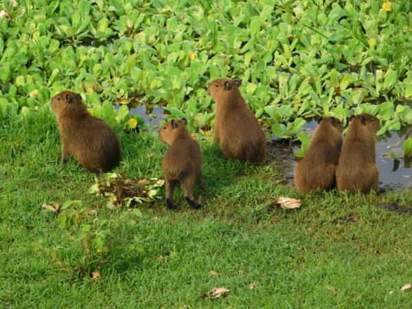 Animais do Pantanal: répteis, mamíferos, aves e peixes - Pantanal