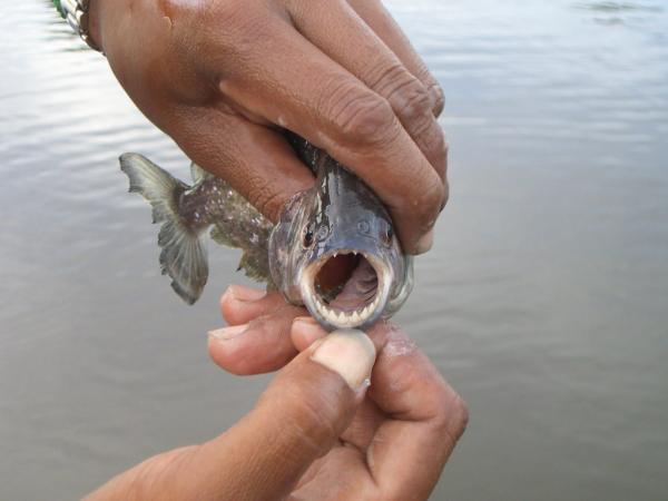 Animais do Pantanal: répteis, mamíferos, aves e peixes - Peixes do Pantanal