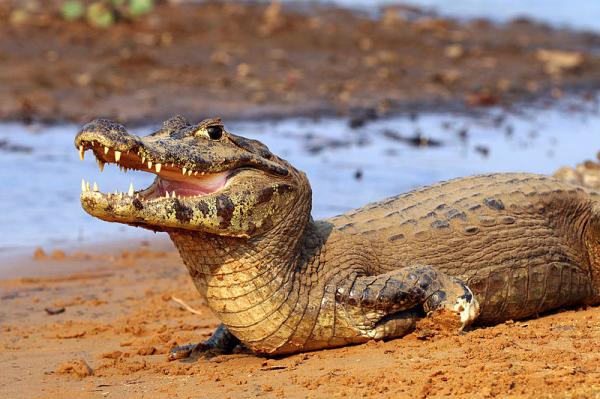 Animais do Pantanal: répteis, mamíferos, aves e peixes - Répteis do Pantanal
