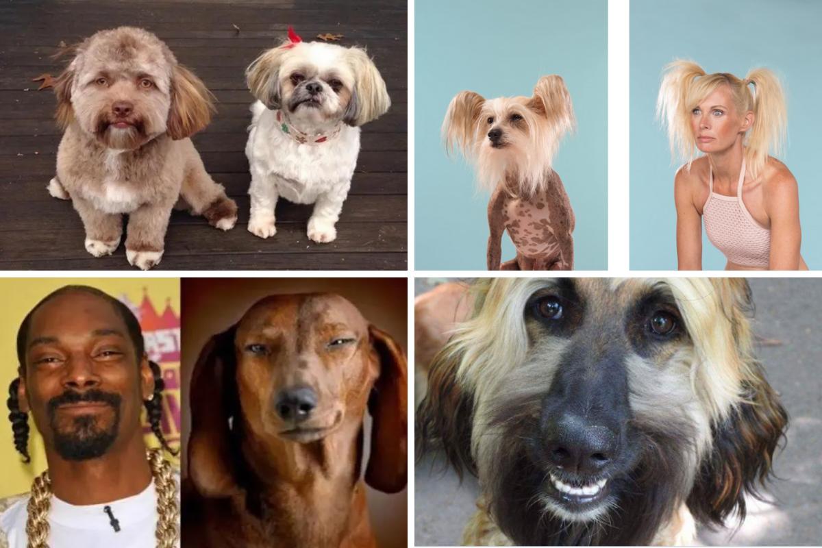15 cachorros com cara de gente