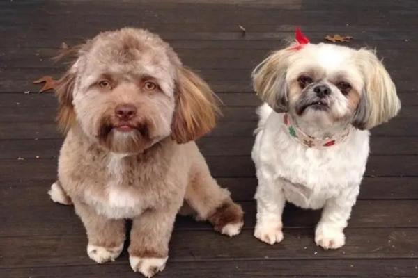15 cachorros com cara de gente - O cachorro com cara de gente