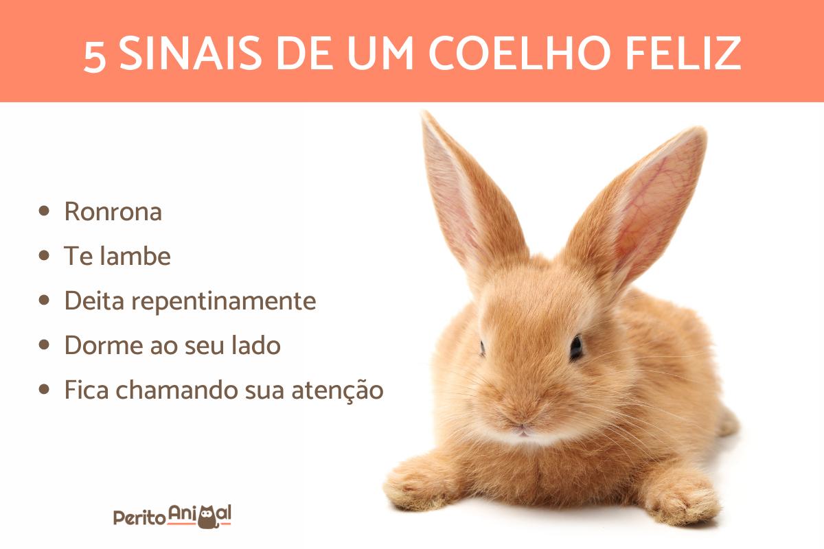 Como saber se meu coelho gosta de mim?