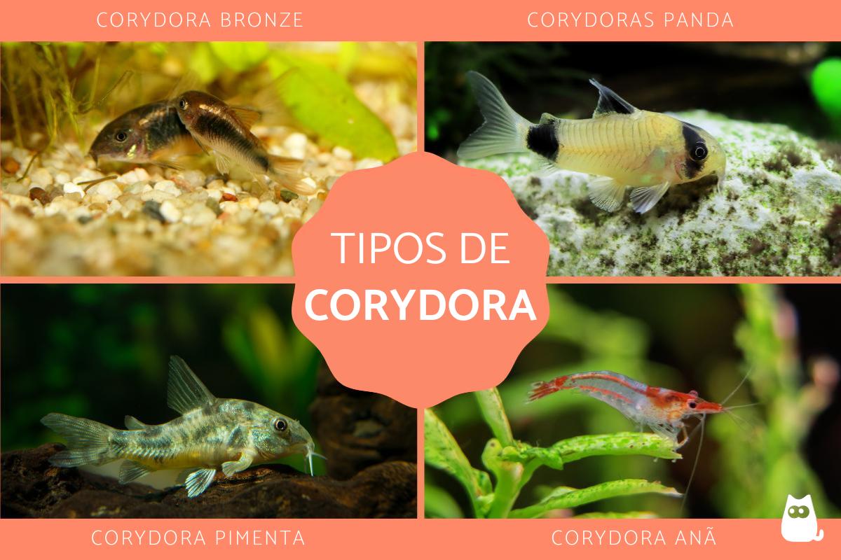 Tipos de corydoras