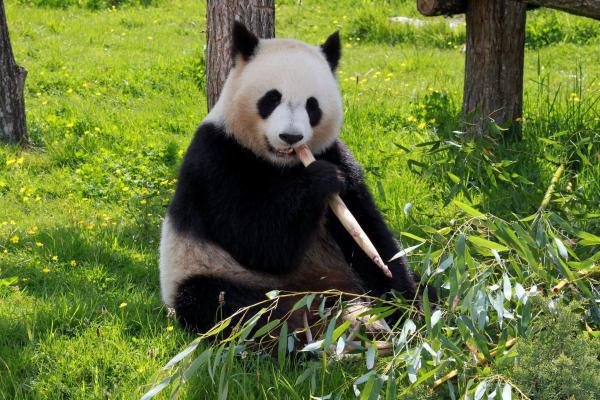 Os pandas podem ser perigosos? - Em que situações os pandas podem ser agressivos?